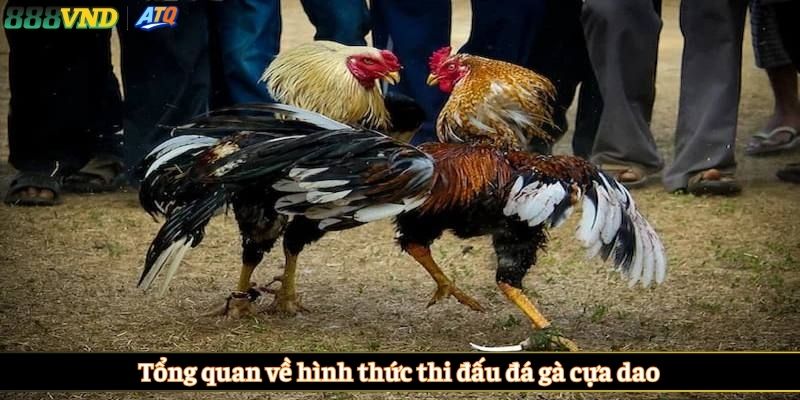 Tổng quan về hình thức thi đấu đá gà cựa dao