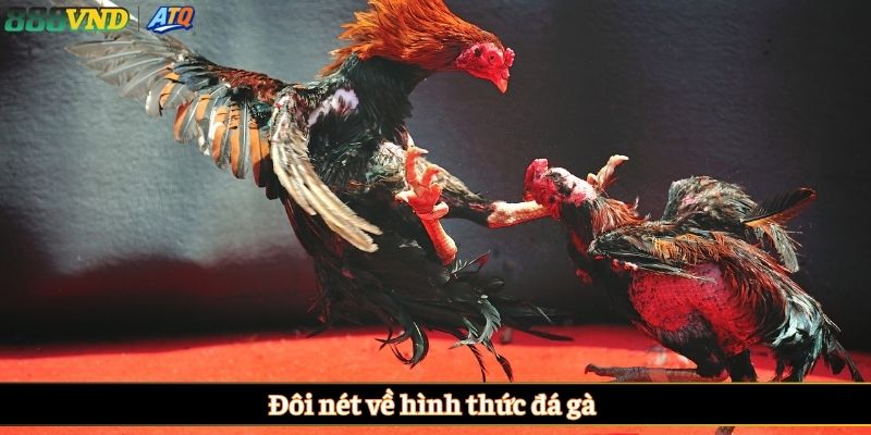 Đôi nét về hình thức đá gà 